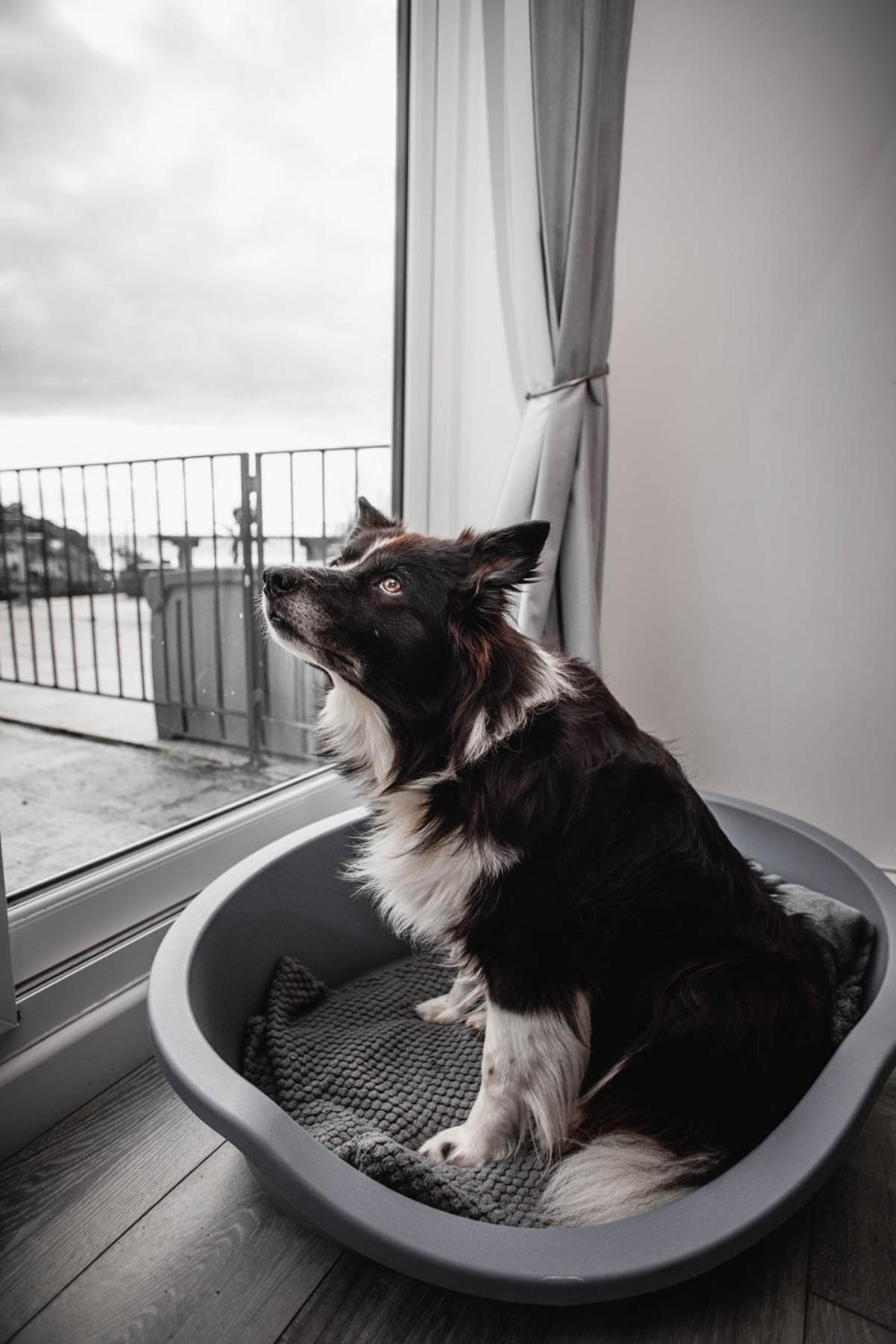 Pet Friendly Sea View Villa Millendreath Looe Pokój zdjęcie